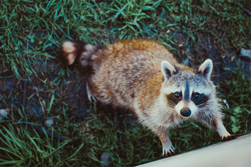 Unveiling the Charm of Toronto Zoo: A Close Encounter with Global Wildlife